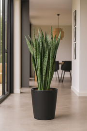 Sansevieria Zeylenica - 110 cm - ø35