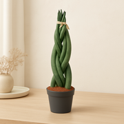 Sansevieria cylindrica 'Twist' - 40 cm - ø10,5