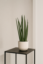 Load image into Gallery viewer, Sansevieria cylindrica &#39;Bacularis&#39; / Mikado  - 38 cm - ø10,5
