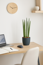 Sansevieria cylindrica 'Spaghetti' - 40 cm - ø10,5