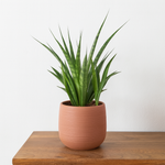 Load image into Gallery viewer, Sansevieria kirkii &#39;Friends&#39; - 38 cm - ø12
