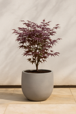 Load image into Gallery viewer, Set van 2 Japanse Esdoorn - Acer palmatum Atropurpureum - Paars
