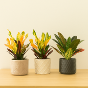 Set van 3 Croton Codiaeum mix - 30 cm - ø12