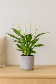 Spathiphyllum Bingo Cupido - Ø12cm - ↕45cm