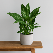 Spathiphyllum Diamond - Ø12cm - ↕40cm