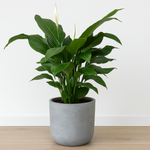 Load image into Gallery viewer, Spathiphyllum Sweet Silvana - Ø24cm - ↕80cm
