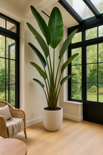 Load image into Gallery viewer, Strelitzia Augusta - 250cm - ⌀45
