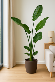 Strelitzia Nicolai inclusief elho Greenville Round bruin - 160cm - Ø30