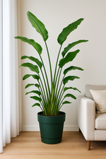Load image into Gallery viewer, Strelitzia Nicolai inclusief elho Greenville Round groen - 180 cm - Ø30
