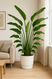 Strelitzia Nicolai inclusief elho Greenville Round wit - 180 cm - Ø30