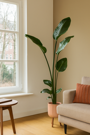 Strelitzia Nicolai inclusief elho Vibes Fold Round roze - 160cm - Ø30