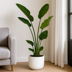 Load image into Gallery viewer, Strelitzia Nicolai inclusief elho Vibes Fold Round wit - 180 cm - Ø30
