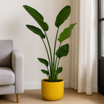 Load image into Gallery viewer, Strelitzia Nicolai inclusief elho Vibes Fold Round geel - 130 cm - Ø18
