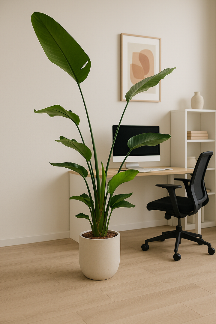 Strelitzia Nicolai - Ø27cm - ↕170cm