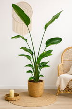Load image into Gallery viewer, Strelitzia Nicolai - Ø27cm - ↕170cm
