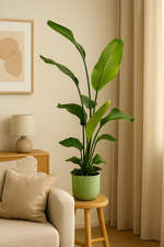 Load image into Gallery viewer, Strelitzia Nicolai inclusief elho Vibes Fold Round groen - 130 cm - Ø18
