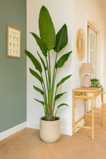 Load image into Gallery viewer, Strelitzia Reginae - 100 cm - Ø19
