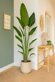 Strelitzia Reginae - 100 cm - Ø19