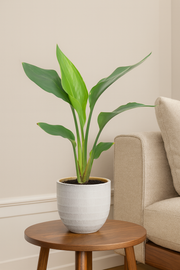 Strelitzia Reginea - Ø12cm - ↕40cm incl. Beau Pot D14x13cm - Wit