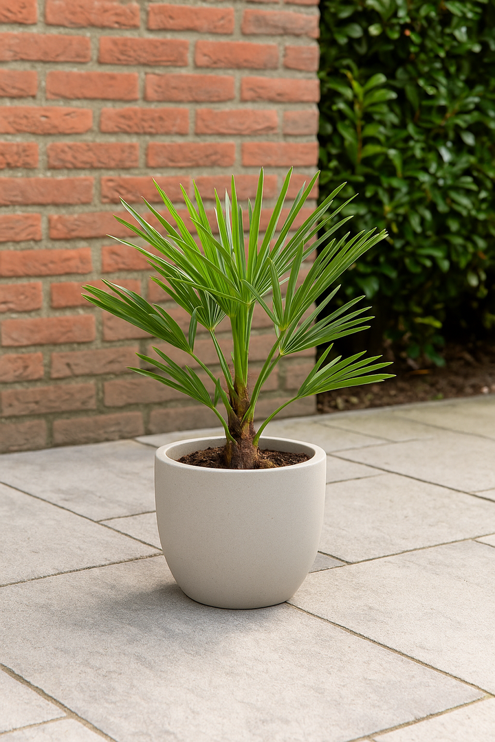 Trachycarpus Fortunei - 40 cm - Ø12cm
