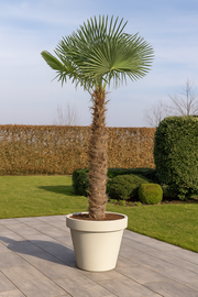 Trachycarpus Fortuneii - 180-200 cm - Ø40cm