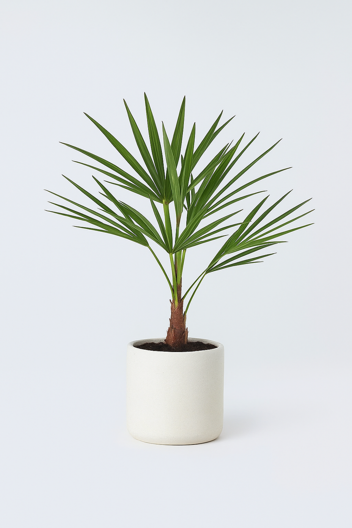 Trachycarpus Fortunei - 40 cm - Ø12cm