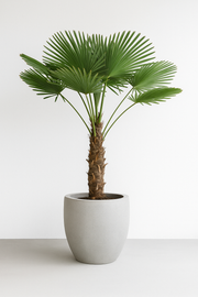 Trachycarpus wagnerianus - 130cm