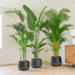 Load image into Gallery viewer, Voordeelpakket XXL - Kentia, Strelitzia Nicolai , Areca - (200-225cm)

