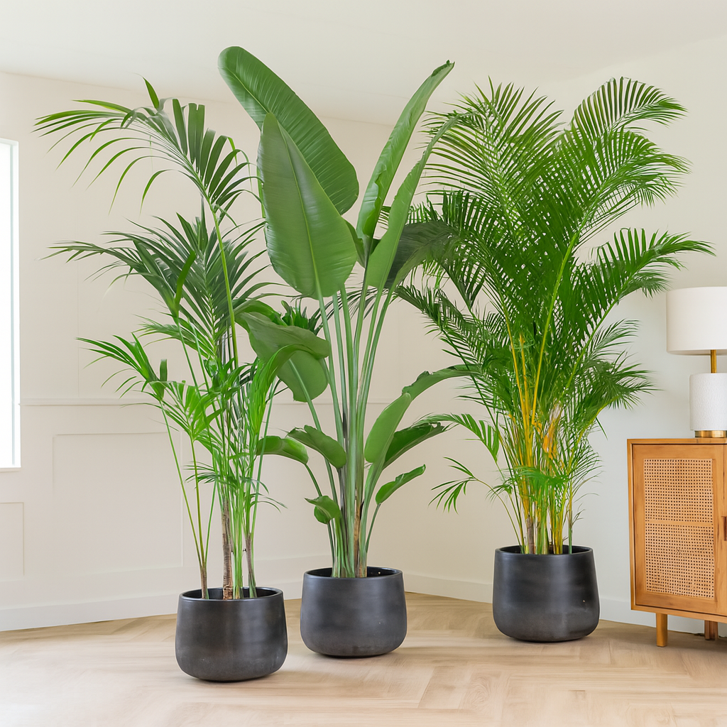 Voordeelpakket XXL - Kentia, Strelitzia Nicolai , Areca - (200-225cm)
