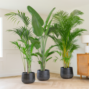 Voordeelpakket XXL - Kentia, Strelitzia Nicolai , Areca - (200-225cm)
