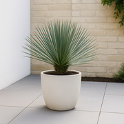 Yucca Rostrata - 60 cm - ø24cm