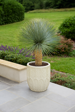 Load image into Gallery viewer, Yucca Rostrata - 100 - 120 cm - Ø40
