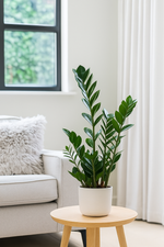 Load image into Gallery viewer, Sansevieria &#39;Laurentii&#39; + Zamioculcas – kamerplanten DUODEAL
