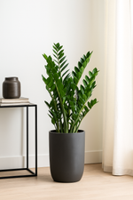 Load image into Gallery viewer, Zamioculcas Zamiifolia - 100 cm - ø27
