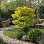 Load image into Gallery viewer, Set van 2 Japanse Esdoorn - Acer palmatum Jordan - Geel
