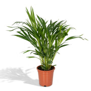 Areca Palm - Ø17cm - ↕60cm