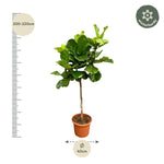 Load image into Gallery viewer, Ficus Lyrata boom XXL - Ø40cm - ↕200cm

