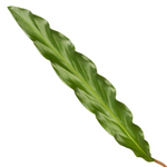 Load image into Gallery viewer, Calathea Elgergrass - 35 cm - Ø12cm
