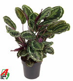 Load image into Gallery viewer, Calathea Medallion - 80 cm - Ø24cm
