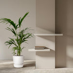 Load image into Gallery viewer, Kentia Palm - 130 cm - Ø21cm
