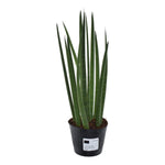 Load image into Gallery viewer, Sansevieria cylindrica &#39;Bacularis&#39; / Mikado  - 38 cm - ø10,5
