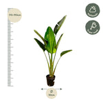 Load image into Gallery viewer, Strelitzia Augusta - 180cm - ⌀30
