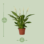 Load image into Gallery viewer, Spathiphyllum Bingo Cupido - Ø12cm - ↕45cm

