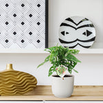 Load image into Gallery viewer, Monstera obliqua &#39;Monkey Leaf&#39; - 25 cm - ø12
