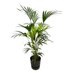 Load image into Gallery viewer, Kentia palm inclusief elho Greenville Round zwart - 160cm - Ø30
