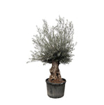 Load image into Gallery viewer, Olea Europaea Bonsai - 270cm- Ø80
