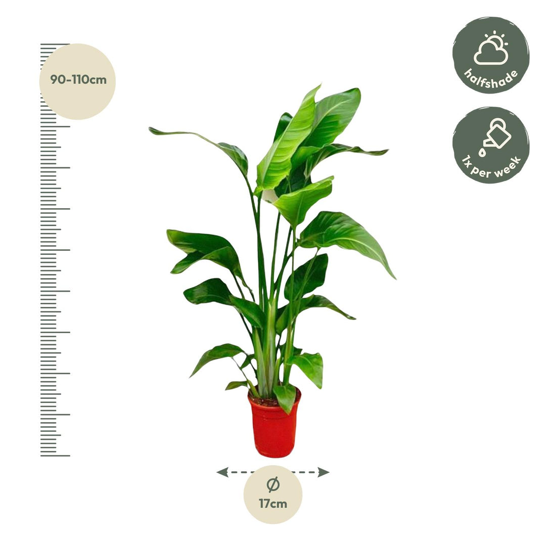 Strelitzia Nicolai - Ø17cm - ↕70-90cm