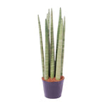 Load image into Gallery viewer, Sansevieria cylindrica &#39;Spaghetti&#39; - 40 cm - ø10,5
