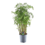 Load image into Gallery viewer, Polyscias Hawaiiana Ming - 90 cm - Ø24cm
