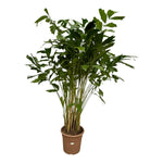Load image into Gallery viewer, Caryota Mitis - 250 cm - Ø32cm
